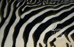 Шкура зебры черно-белая с крупными полосками (4,5-6 м2)  
