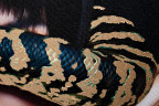 Холст "Девушка со змеёй" 120х80см,багет латунь, поталь