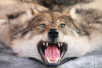 Шкура серой волчицы натуральная 1,25 м, Россия 