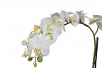 Орхидея белая в горшке 46 см