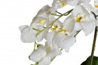 Орхидея белая в горшке 65 см