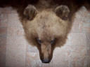 Шкура бурого медведя 1,65 м