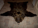 Шкура буро-коричневого медведя 1,65 м