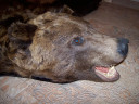 Шкура буро-коричневого медведя 1,65 м